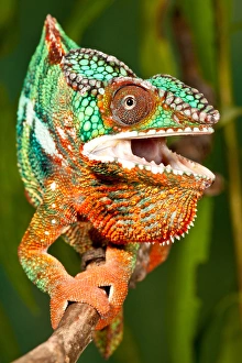 Rainbow Panther Chameleon, Fucifer pardalis, Native to Madagascar