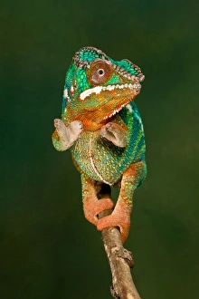 Images Dated 19th July 2009: Rainbow Panther Chameleon, Fucifer pardalis, Native to Madagascar
