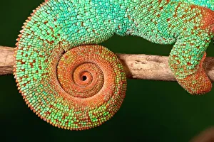 Rainbow Panther Chameleon, Fucifer pardalis, Native to Madagascar Rainbow Panther Chameleon, Fucifer pardalis, Native to Madagascar