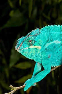 Rainbow Panther Chameleon, Fucifer pardalis, Native to Madagascar