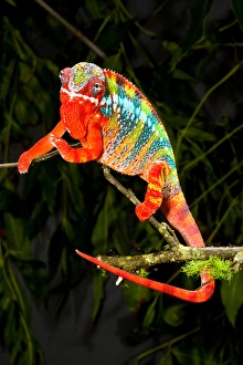 Images Dated 16th May 2010: Rainbow Panther Chameleon, Fucifer pardalis, Native to Madagascar