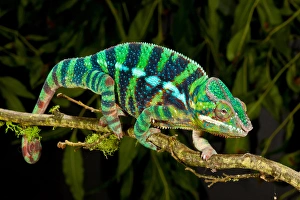 Rainbow Panther Chameleon, Fucifer pardalis, Native to Madagascar