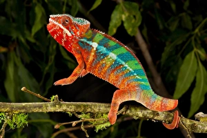 Rainbow Panther Chameleon, Fucifer pardalis, Native to Madagascar