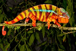 Images Dated 16th May 2010: Rainbow Panther Chameleon, Fucifer pardalis, Native to Madagascar