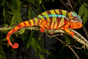 Rainbow Panther Chameleon, Fucifer pardalis, Native to Madagascar