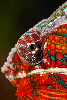 Images Dated 16th May 2010: Rainbow Panther Chameleon, Fucifer pardalis, Native to Madagascar