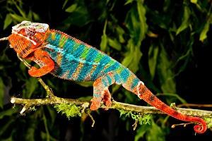 Images Dated 16th May 2010: Rainbow Panther Chameleon, Fucifer pardalis, Native to Madagascar