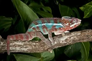 Images Dated 9th April 2006: Rainbow Panther Chameleon, Fucifer pardalis, Native to Madagascar