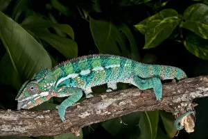 Images Dated 9th April 2006: Rainbow Panther Chameleon Fucifer pardalis Native to Madagascar