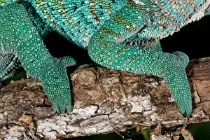 Rainbow Panther Chameleon Fucifer pardalis Native to Madagascar