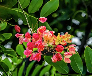 Images Dated 31st March 2023: Rainbow shower tree, Oahu, North Shore, Hawaii