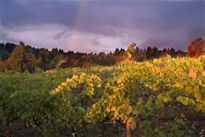 Enology Prints: Rainbow in stormy sky over vineyard spotlighted with bright sun in Willamette Valley