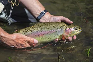 Multicolor Prints: Rainbow Trout, Fly fisherman, Lower Deschutes River, Central Oregon, USA (MR)