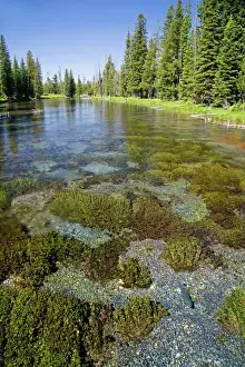 Fish Prints: Rainbow trout in natural spring water at Big Springs flowing into Henrys Fork inside Island Park