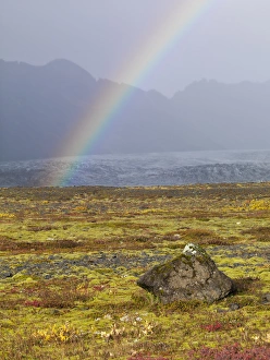 Rainstorm Prints: Rainbow over tundra with wild flowers, Iceland
