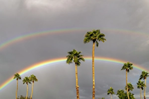 Images Dated 18th January 2024: Rainbows over palm trees in Palm Springs, California, USA