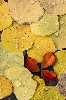 Ground Prints: Raindrops on autumn aspen leaf pattern, Uncompahgre National Forest, Colorado