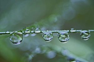Images Dated 11th October 2005: Raindrops on blade of grass, Acadia Nationa Park, Maine
