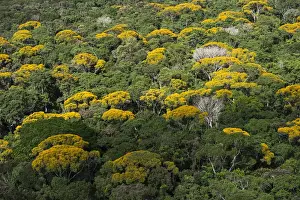Guyana Prints: Rainforest Canopy Kupinang region GUYANA South America