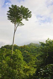 Images Dated 3rd December 2012: Rainforest in Pico Bonito National Park, Honduras