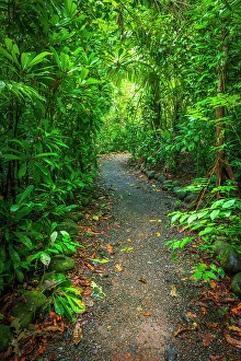 Costa Rica Prints: Rainforest trail, Carara National Park, Puntarenas Province, Costa Rica