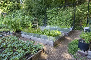 Raised garden beds in a community garden containing strawberries, Chioggia beets Raised garden beds in a community garden containing strawberries, Chioggia beets