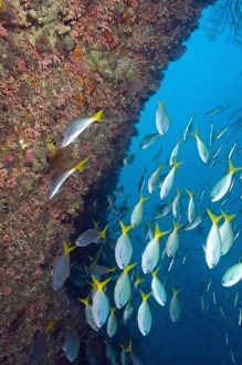 Raja Ampat Prints: Raja Ampat region of Papua (formerly Irian Jaya)