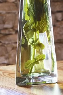 Images Dated 8th July 2006: Rakija grappa type spirit flavored with herbs, Travarica, Toreta Vinarija Winery