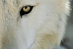 Wolf Prints: Ramah, New Mexico, United States. Wild Spirit Wolf Sanctuary