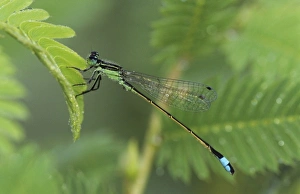 Wet Land Prints: Ramburs Forktail, Ischnura ramburii, male, Willacy County, Rio Grande Valley