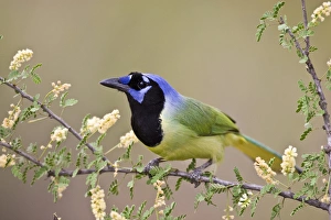 Male Animal Prints: Ramirez Ranch, Starr Co. Texas, USA, Green Jay (Cyanocorax yncas) adult in flowering