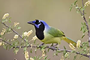 Images Dated 1st April 2008: Ramirez Ranch, Starr Co. Texas, USA, Green Jay (Cyanocorax yncas) adult in flowering