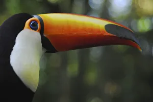 Unique Prints: Ramphastos toco Toucan