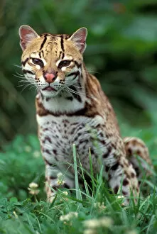 Images Dated 27th January 2005: Range: Southern USA to South America, Ocelot (Felis pardalis) sitting in grass