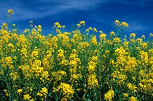 Images Dated 20th December 2005: A rapeseed farm also known as canola near Grangeville, Idaho. rapeseed, canola