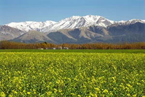 Rapeseed Field and Mountains near Methven, Canterbury, South Island, New Zealand