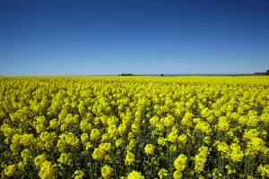 Images Dated 12th October 2014: Rapeseed Field, near Timaru, South Canterbury, South Island, New Zealand