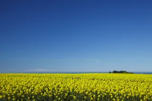 South Is Prints: Rapeseed Field, near Timaru, South Canterbury, South Island, New Zealand