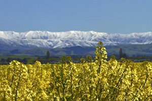 Images Dated 14th October 2012: Rapeseed Field, near Timaru, South Canterbury, South Island, New Zealand