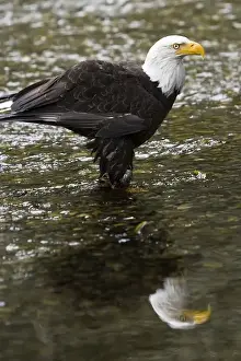 Images Dated 30th July 2008: Raptor Center, Sitka, Alaska. Close-up of a bald eagle standing in river