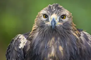 Watching Prints: Raptor Center, Sitka, Alaska. Close-up of a golden eagle