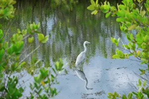 Wading Prints: Rare albino Great egret, Merritt Island National Wildlife Refuge, Florida