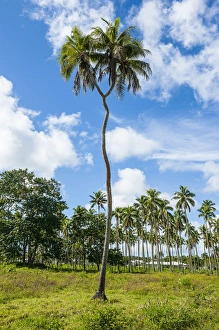 Images Dated 21st June 2011: Very rare double headed palm tree, Tongatapu, Tonga, South Pacific