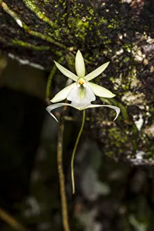 Images Dated 31st August 2020: A rare Ghost orchid grows only in swamps in south Florida