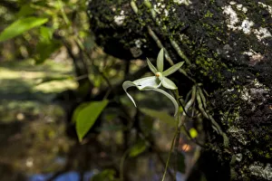 Images Dated 31st August 2020: A rare Ghost orchid grows only in swamps in south Florida
