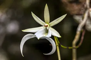 Images Dated 31st August 2020: A rare Ghost orchid grows only in swamps in south Florida