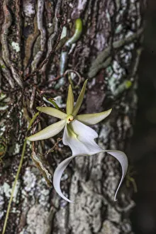 Epiphyte Prints: Rare ghost orchid only grows in swamps in South Florida