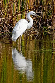Rookery Prints: A rare great white heron in southern Florida carefully wades a shallow pond for fish