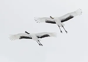 Rare red-crowned crane of Northern Island of Hokkaido, Japan