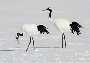 Japan Prints: Rare red-crowned crane of Northern Island of Hokkaido, Japan
